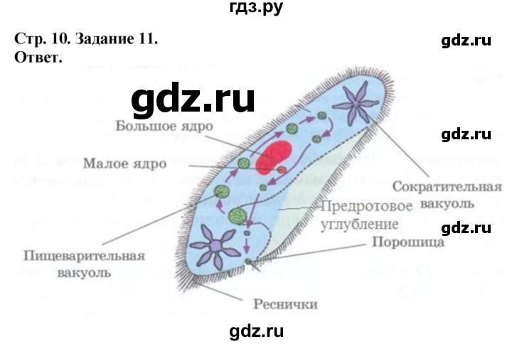 ГДЗ по биологии 7 класс Суматохин рабочая тетрадь Животные  задание - 11, Решебник