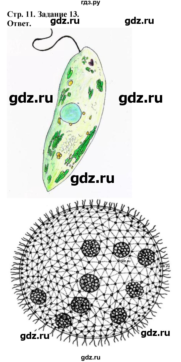 ГДЗ по биологии 7 класс Суматохин рабочая тетрадь  задание - 13, Решебник