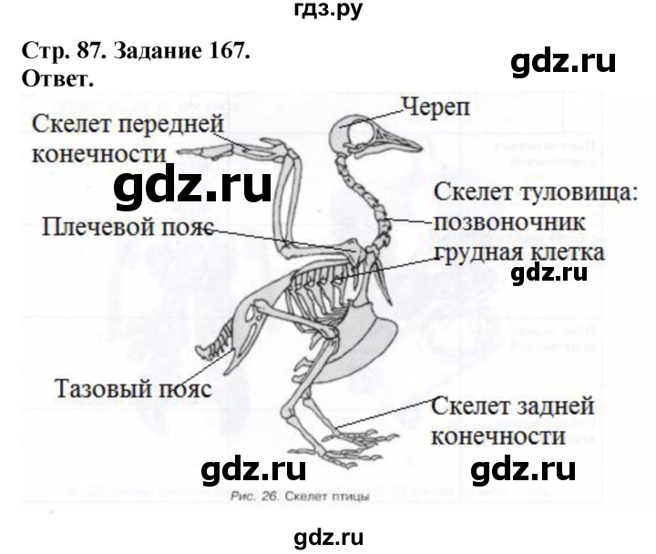 ГДЗ по биологии 7 класс Суматохин рабочая тетрадь Животные  задание - 167, Решебник