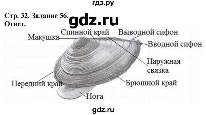 ГДЗ по биологии 7 класс Суматохин рабочая тетрадь Животные  задание - 56, Решебник