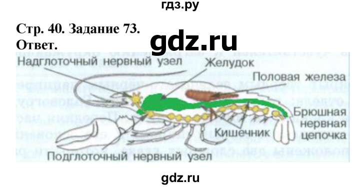 ГДЗ по биологии 7 класс Суматохин рабочая тетрадь  задание - 73, Решебник