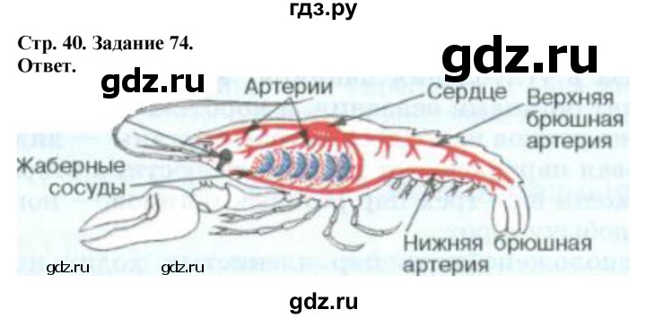 ГДЗ по биологии 7 класс Суматохин рабочая тетрадь  задание - 74, Решебник