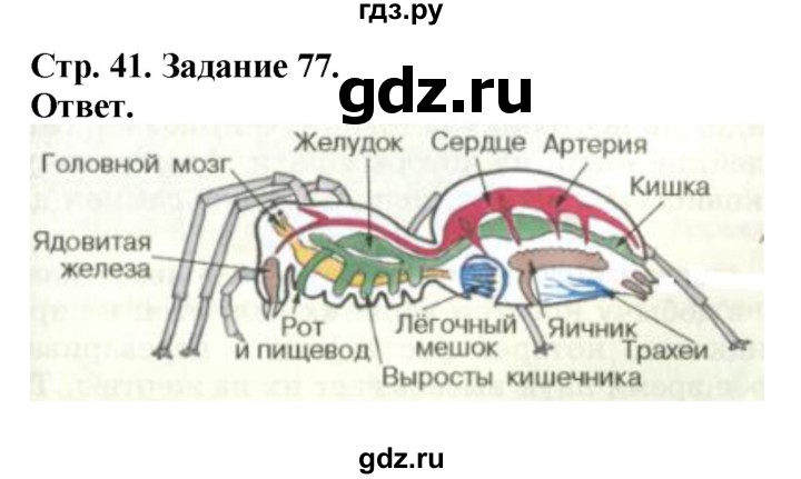 ГДЗ по биологии 7 класс Суматохин рабочая тетрадь  задание - 77, Решебник