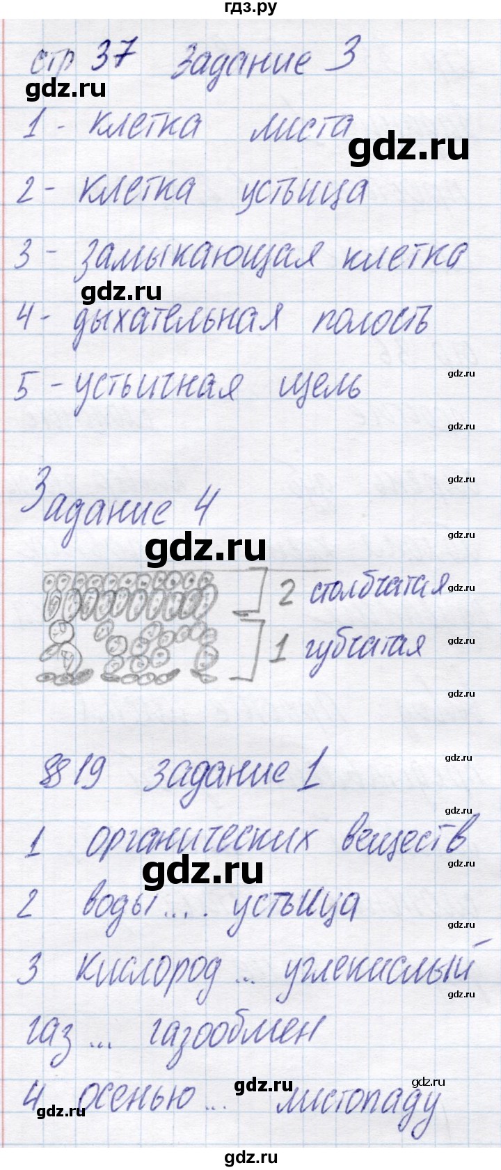 ГДЗ по биологии 6 класс Пономарева рабочая тетрадь  часть 1. страница - 37, Решебник