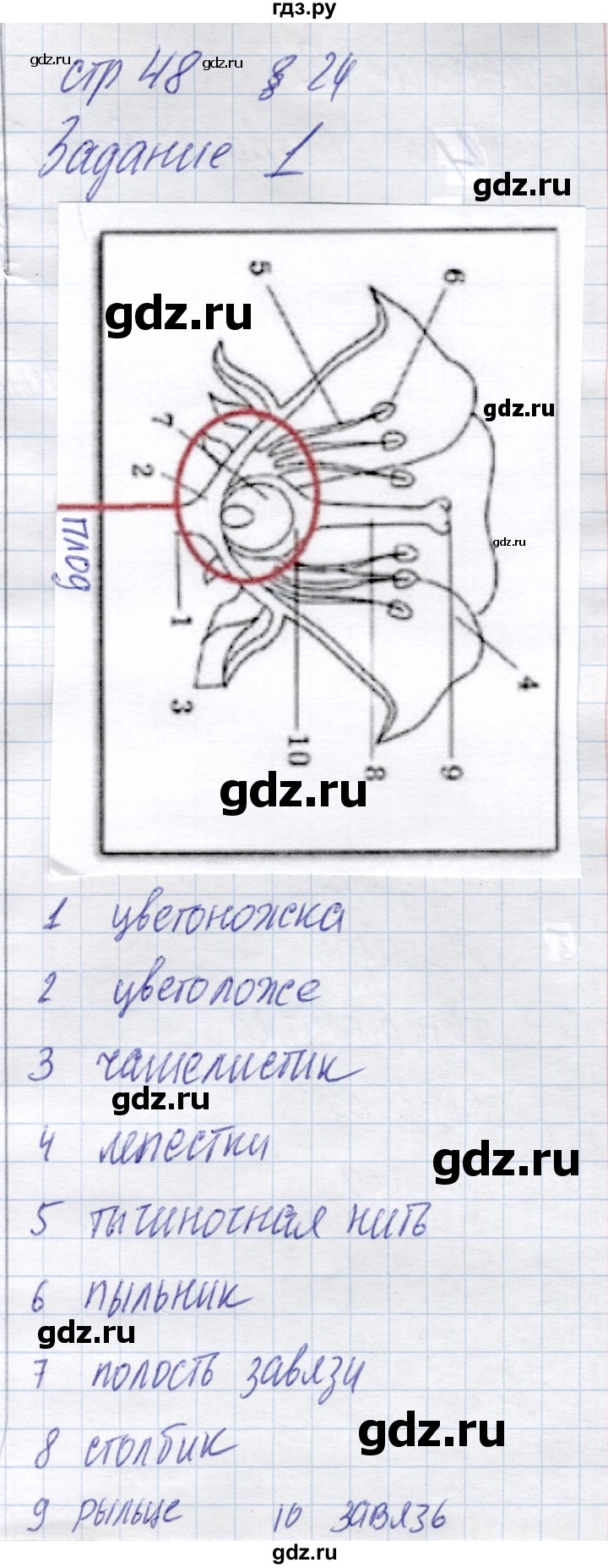 ГДЗ по биологии 6 класс Пономарева рабочая тетрадь  часть 1. страница - 48, Решебник