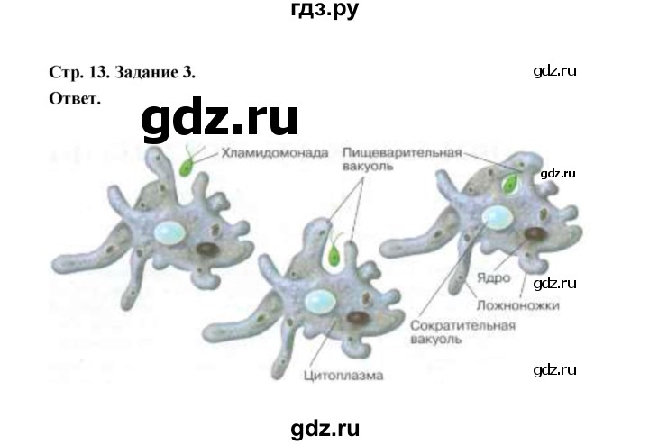 ГДЗ по биологии 7 класс  Чередниченко рабочая тетрадь  параграф 4 (страница) - 13, Решебник