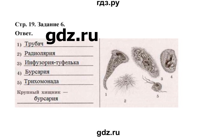 ГДЗ по биологии 7 класс  Чередниченко рабочая тетрадь (Сивоглазов)  параграф 5 (страница) - 19, Решебник