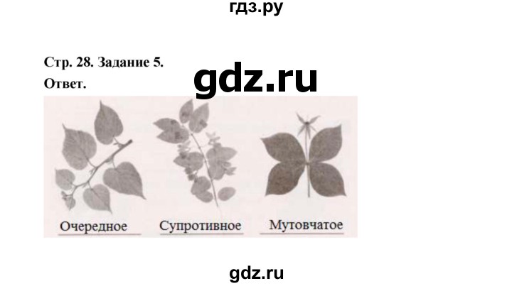 ГДЗ по биологии 6 класс  Сивоглазов рабочая тетрадь  страница - 28, Решебник