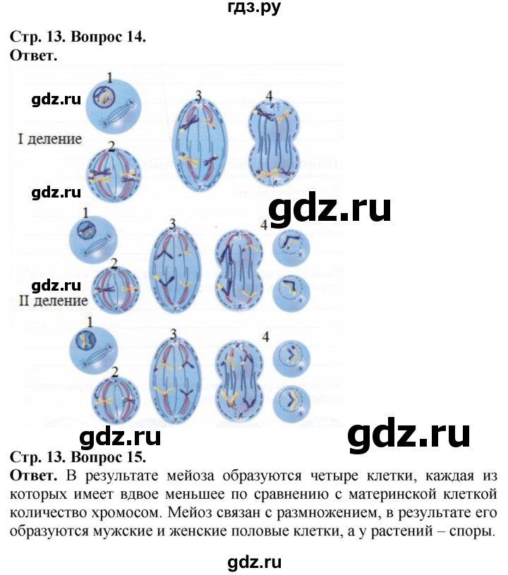 Биология 13. Биология шестой класс страница 13.