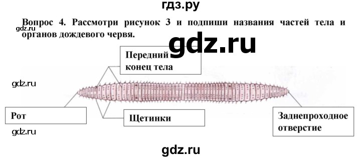 ГДЗ по биологии 8 класс Никишов рабочая тетрадь Животные Для обучающихся с интеллектуальными нарушениями беспозвоночные животные / черви - 4, Решебник