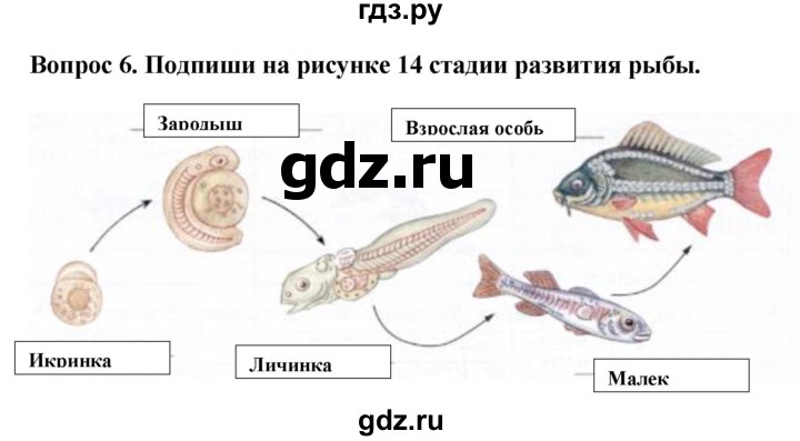 ГДЗ по биологии 8 класс Никишов рабочая тетрадь (Животные) Для обучающихся с интеллектуальными нарушениями позвоночные животные / рыбы - 6, Решебник