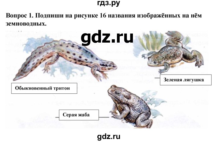 Биология 7 класс контрольная работа позвоночные животные. Земноводные животные про ужа 3 класс. Первый Наземный Позвоночный.