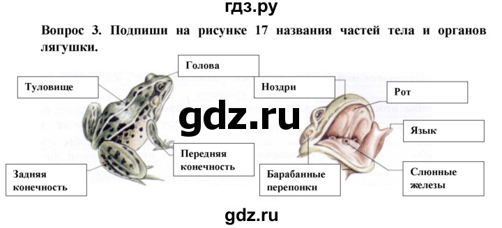 ГДЗ по биологии 8 класс Никишов рабочая тетрадь (Животные) Для обучающихся с интеллектуальными нарушениями позвоночные животные / земноводные - 3, Решебник