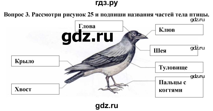 Контрольная по биологии 8 класс позвоночные животные. Задачу для 2 класса по птиц или зверей.