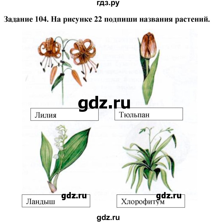 ГДЗ по биологии 7 класс Клепинина рабочая тетрадь Для обучающихся с интеллектуальными нарушениями задание - 104, Решебник