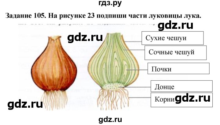 ГДЗ по биологии 7 класс Клепинина рабочая тетрадь Растения. Бактерии. Грибы. Для обучающихся с интеллектуальными нарушениями задание - 105, Решебник