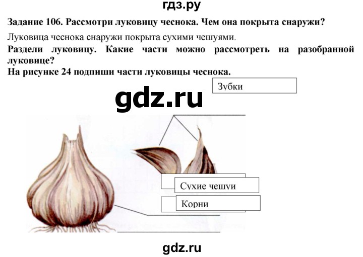 ГДЗ по биологии 7 класс Клепинина рабочая тетрадь Растения. Бактерии. Грибы. Для обучающихся с интеллектуальными нарушениями задание - 106, Решебник