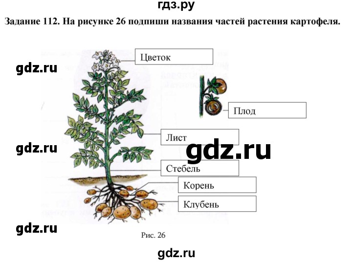 ГДЗ по биологии 7 класс Клепинина рабочая тетрадь Растения. Бактерии. Грибы. Для обучающихся с интеллектуальными нарушениями задание - 112, Решебник