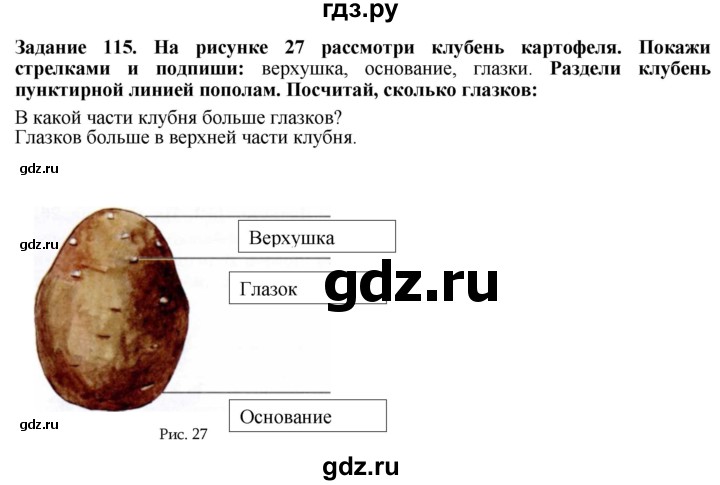 ГДЗ по биологии 7 класс Клепинина рабочая тетрадь Растения. Бактерии. Грибы. Для обучающихся с интеллектуальными нарушениями задание - 115, Решебник