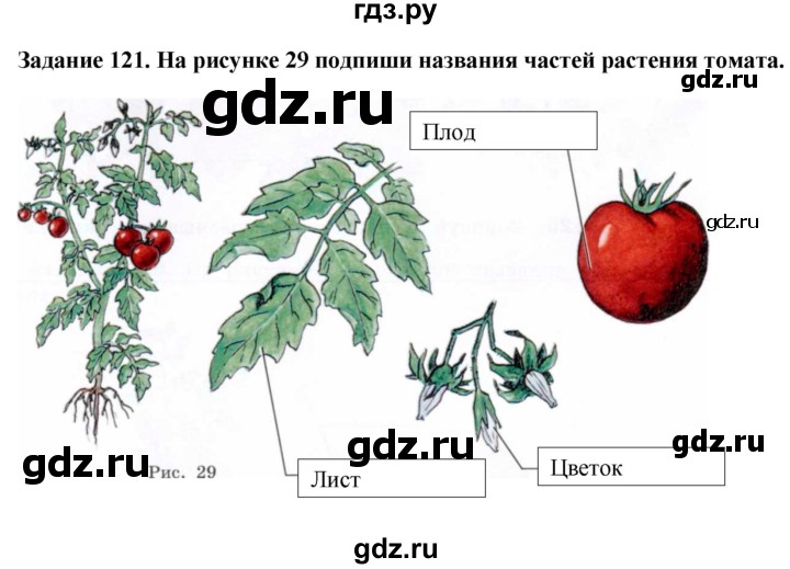 ГДЗ по биологии 7 класс Клепинина рабочая тетрадь Растения. Бактерии. Грибы. Для обучающихся с интеллектуальными нарушениями задание - 121, Решебник