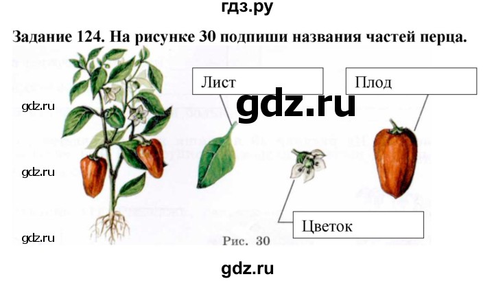 ГДЗ по биологии 7 класс Клепинина рабочая тетрадь Растения. Бактерии. Грибы. Для обучающихся с интеллектуальными нарушениями задание - 124, Решебник