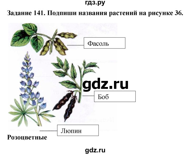 ГДЗ по биологии 7 класс Клепинина рабочая тетрадь Растения. Бактерии. Грибы. Для обучающихся с интеллектуальными нарушениями задание - 141, Решебник