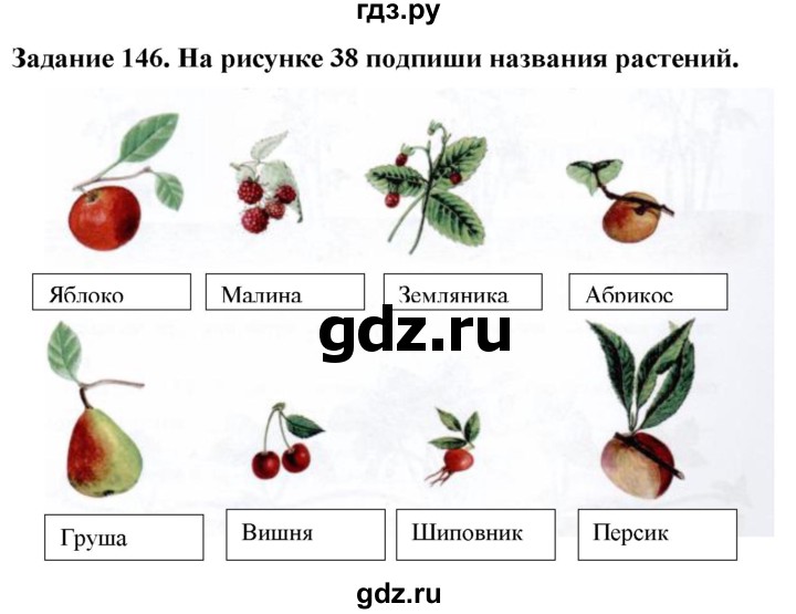 ГДЗ по биологии 7 класс Клепинина рабочая тетрадь Для обучающихся с интеллектуальными нарушениями задание - 146, Решебник