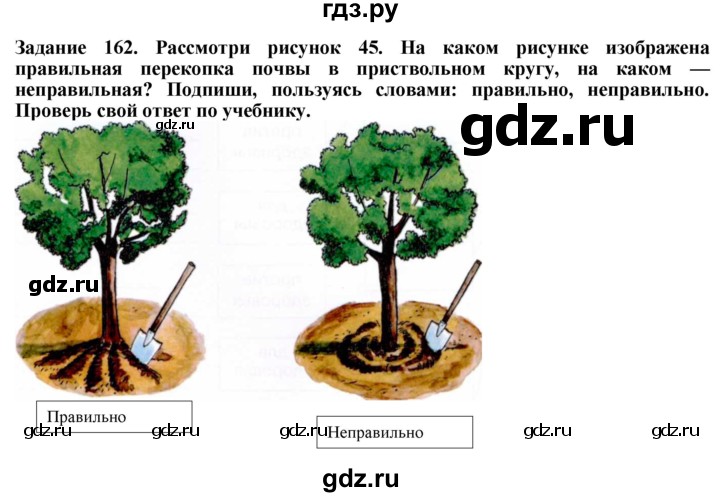 ГДЗ по биологии 7 класс Клепинина рабочая тетрадь Растения. Бактерии. Грибы. Для обучающихся с интеллектуальными нарушениями задание - 162, Решебник