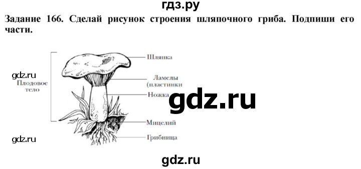 ГДЗ по биологии 7 класс Клепинина рабочая тетрадь Растения. Бактерии. Грибы. Для обучающихся с интеллектуальными нарушениями задание - 166, Решебник