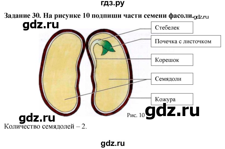 ГДЗ по биологии 7 класс Клепинина рабочая тетрадь Растения. Бактерии. Грибы. Для обучающихся с интеллектуальными нарушениями задание - 30, Решебник