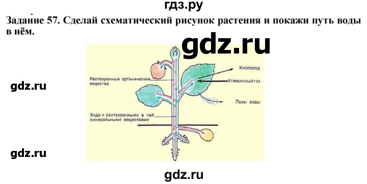 ГДЗ по биологии 7 класс Клепинина рабочая тетрадь Растения. Бактерии. Грибы. Для обучающихся с интеллектуальными нарушениями задание - 57, Решебник