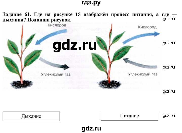 ГДЗ по биологии 7 класс Клепинина рабочая тетрадь Растения. Бактерии. Грибы. Для обучающихся с интеллектуальными нарушениями задание - 61, Решебник