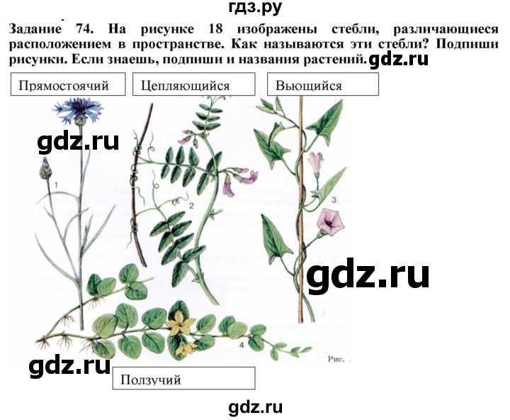 ГДЗ по биологии 7 класс Клепинина рабочая тетрадь Для обучающихся с интеллектуальными нарушениями задание - 74, Решебник