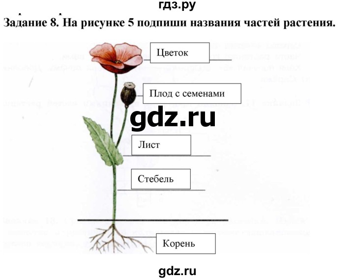 ГДЗ по биологии 7 класс Клепинина рабочая тетрадь Для обучающихся с интеллектуальными нарушениями задание - 8, Решебник