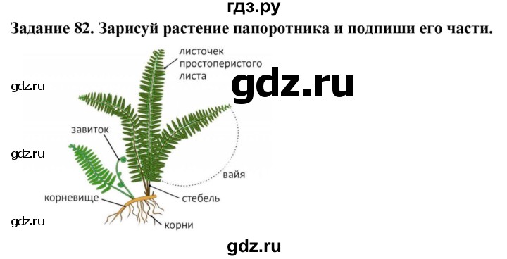 ГДЗ по биологии 7 класс Клепинина рабочая тетрадь Для обучающихся с интеллектуальными нарушениями задание - 82, Решебник