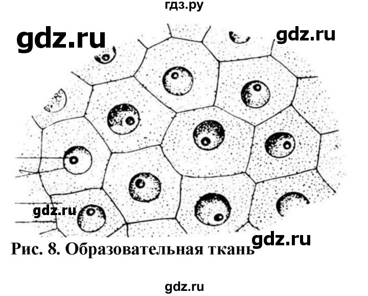 ГДЗ по биологии 6 класс Бодрова рабочая тетрадь  страница - 12, Решебник