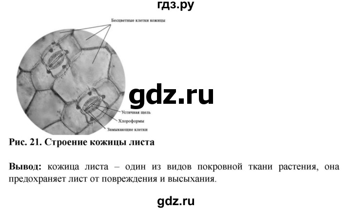 ГДЗ по биологии 6 класс Бодрова рабочая тетрадь  страница - 23, Решебник