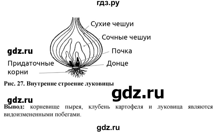 ГДЗ по биологии 6 класс Бодрова рабочая тетрадь  страница - 28, Решебник