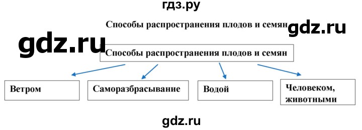 ГДЗ по биологии 6 класс Бодрова рабочая тетрадь  страница - 37, Решебник