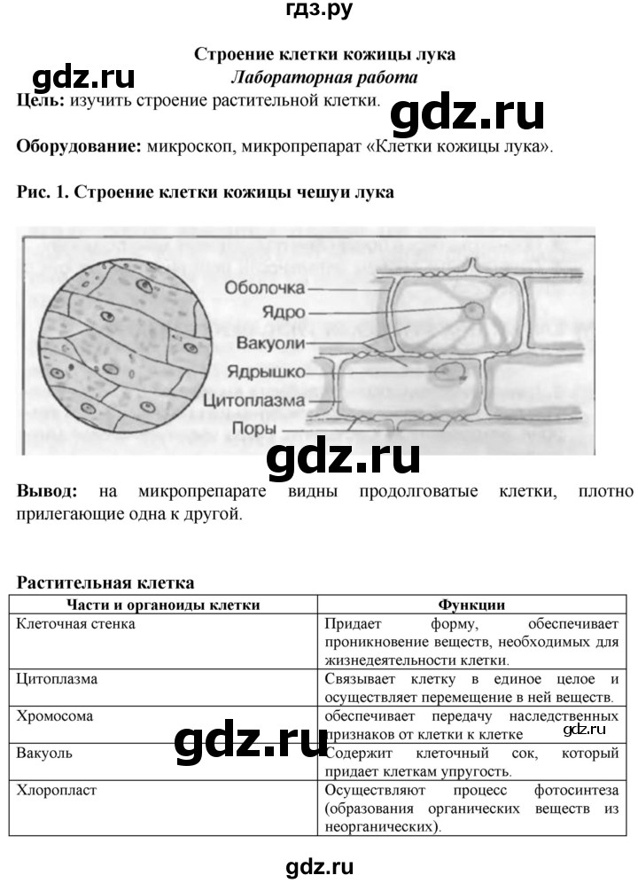 ГДЗ по биологии 6 класс Бодрова рабочая тетрадь  страница - 8, Решебник