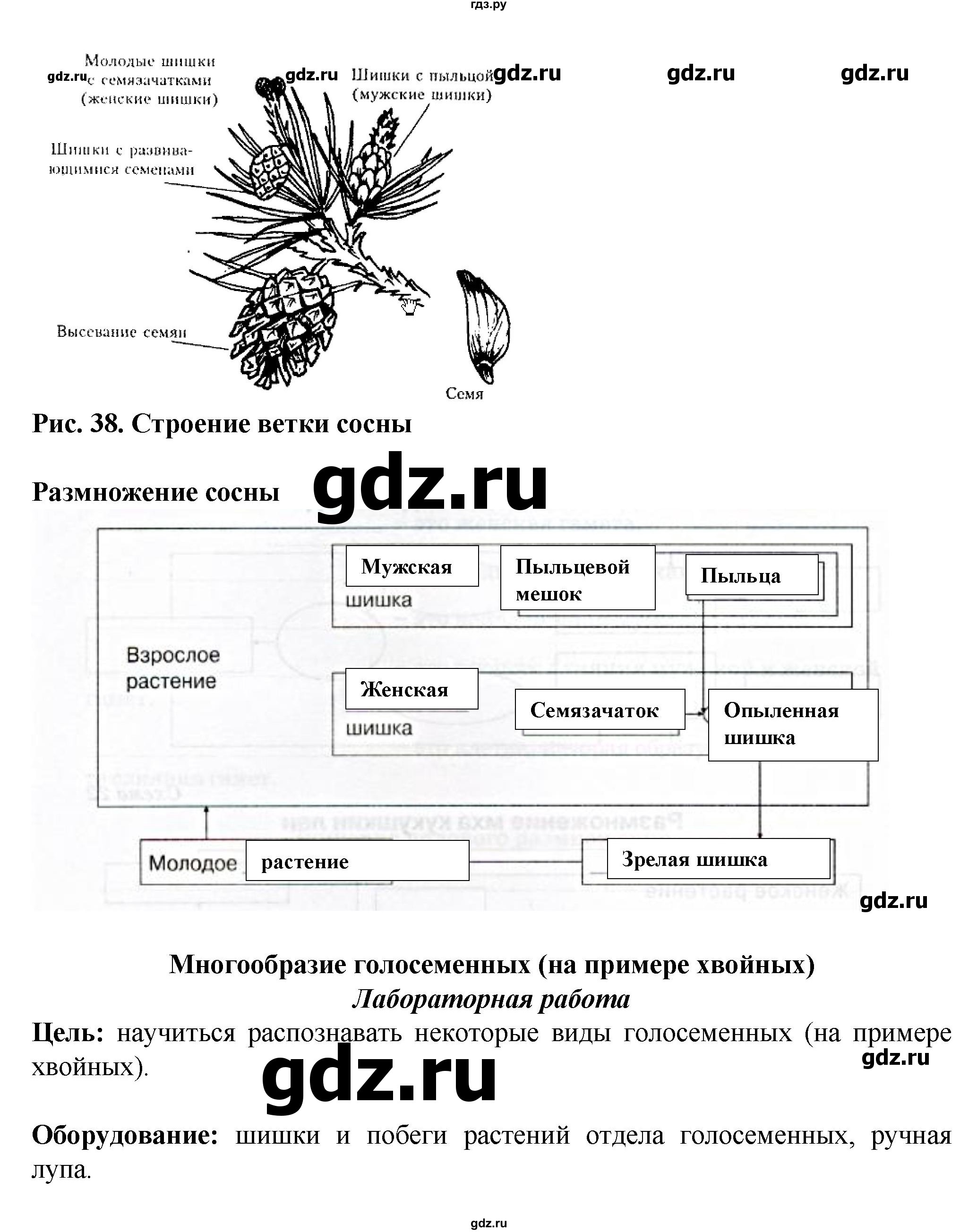 Решебник по биологии 6 класс рабочая тетрадь бодрова н ф