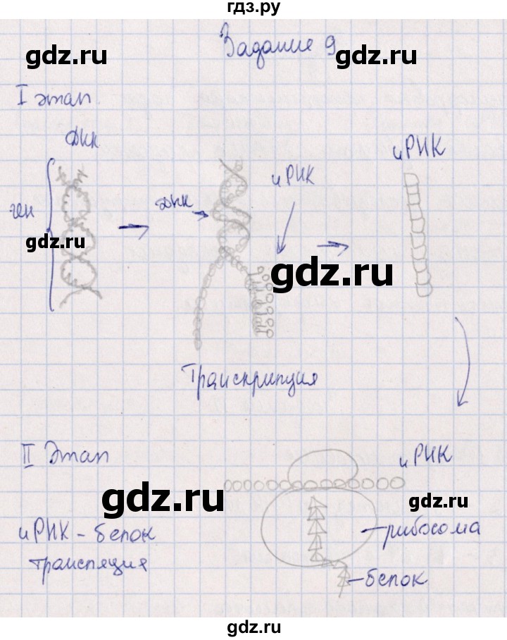 ГДЗ по биологии 10‐11 класс  Сивоглазова рабочая тетрадь Базовый уровень глава 2 / стр. 64 - 9, Решебник