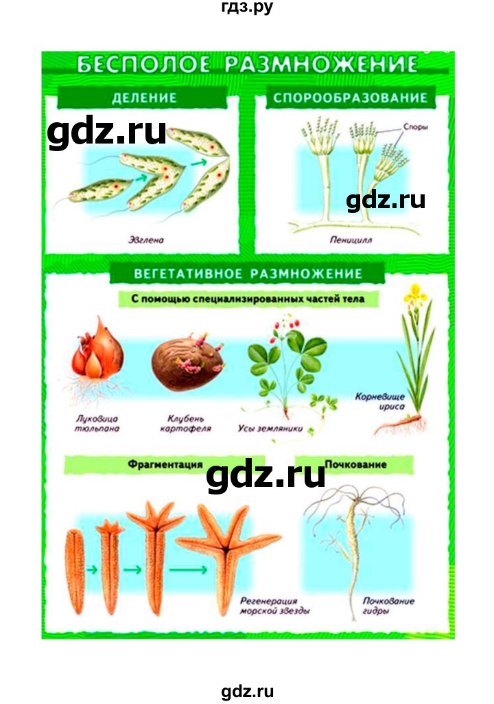 Биология 22 параграф