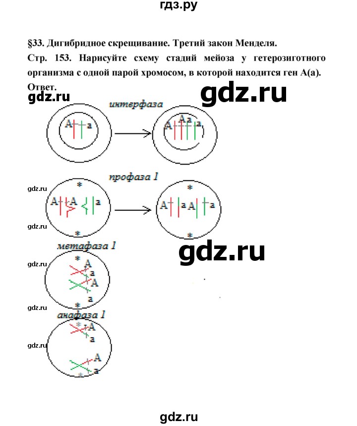 ГДЗ по биологии 10 класс  Беляев  Базовый уровень параграф 33 (страница) - 153, Решебник