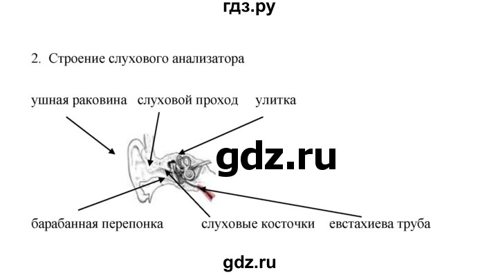 ГДЗ по биологии 8 класс  Сивоглазов рабочая тетрадь  параграф 16 (упражнение) - 2, Решебник