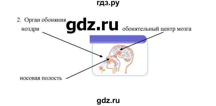 ГДЗ по биологии 8 класс  Сивоглазов рабочая тетрадь  параграф 18 (упражнение) - 2, Решебник