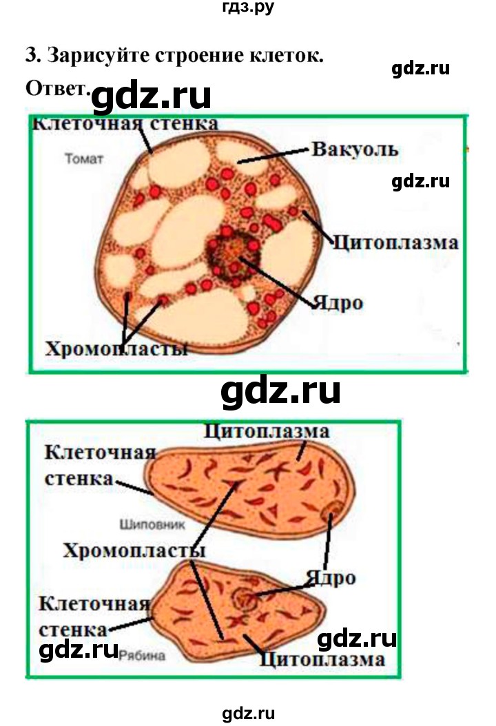 ГДЗ по биологии 6 класс  Пасечник  Базовый уровень страница - 18, Решебник