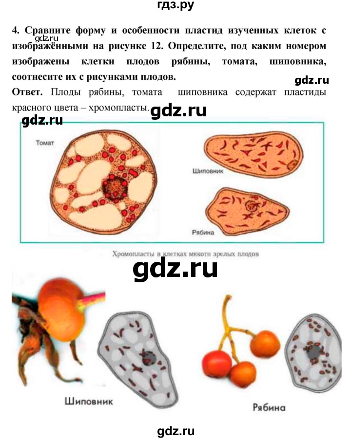 ГДЗ по биологии 6 класс  Пасечник  Базовый уровень страница - 18, Решебник