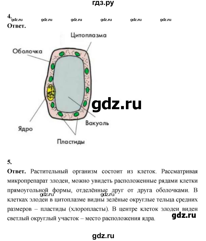 ГДЗ по биологии 6 класс  Пасечник  Базовый уровень страница - 19, Решебник