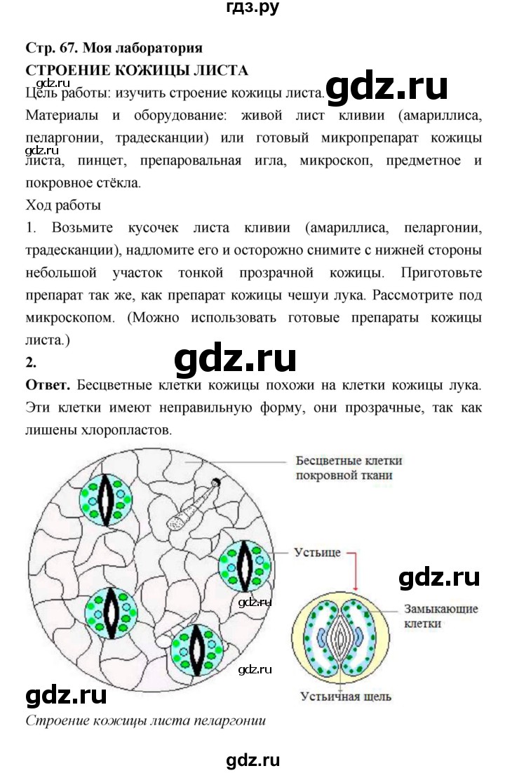 ГДЗ по биологии 6 класс  Пасечник  Базовый уровень страница - 67, Решебник